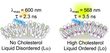 Graphical abstract: Sensing cholesterol-induced rigidity in model membranes with time-resolved fluorescence spectroscopy and microscopy