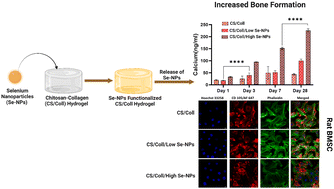 Graphical abstract: Selenium nanoparticle-functionalized injectable chitosan/collagen hydrogels as a novel therapeutic strategy to enhance stem cell osteoblastic differentiation for bone regeneration