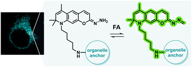 Graphical abstract: Organelle-resolved imaging of formaldehyde reveals its spatiotemporal dynamics