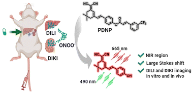 Graphical abstract: Imaging of ONOO− fluctuations during drug-induced liver/kidney injury in vitro and in vivo via a dicyanoisophorone-based NIR fluorescent probe with a large Stokes shift