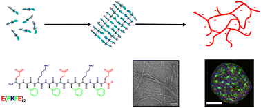 Graphical abstract: Effect of supramolecular peptide hydrogel scaffold charge on HepG2 viability and spheroid formation