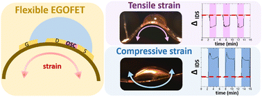 Graphical abstract: Influence of mechanical stress on flexible electrolyte-gated organic field-effect transistors