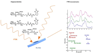 Graphical abstract: FTIR characterisation of chondroitin sulfate E (CS-E) di-, tetra-, and hexasaccharide derivatives and their biotinylated or reducing conjugates