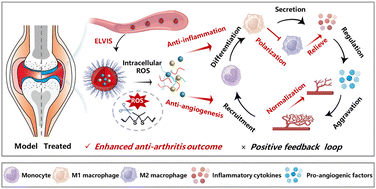 Graphical abstract: Natural product-integrated microneedle patch for rheumatoid arthritis treatment through anti-inflammation and angiogenesis suppression