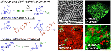 Graphical abstract: Dynamic granular hydrogels to assess pancreatic cancer cell fate