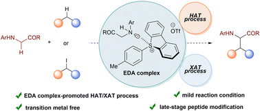 Graphical abstract: Electron donor–acceptor complex of aryl sulfonium salt enabling hydrogen/halogen atom transfer: C(sp3)–H alkylation of glycine derivatives and late-stage modification of peptides