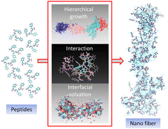 Graphical abstract: Atomistic picture of the self-assembly dynamics of phenylalanine tripeptide into nanofibres: hierarchical mechanism and the role of on-pathway water dynamics