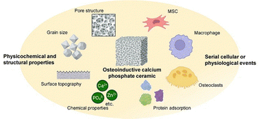 Graphical abstract: Unraveling the mechanisms behind porous calcium phosphate ceramics-instructed osteoinduction: a systematic review