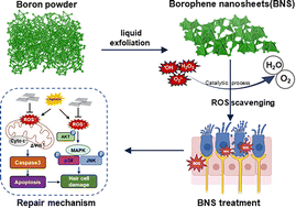 Graphical abstract: Borophene nanosheets bearing antioxidative enzyme-like activities for protection against cisplatin-induced hearing loss