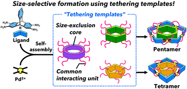 Graphical abstract: Size-selective formation of metallonanobelts via tethering-template-directed self-assembly