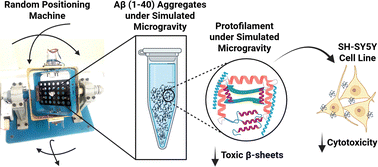 Graphical abstract: Impact of microgravity on the fibrillization kinetics and structure of amyloid beta peptide