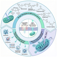 Graphical abstract: Mitochondria-targeted NIR-II organic probes for imaging–guided photodynamic therapy