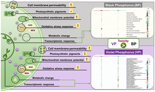 Graphical abstract: Violet phosphorus nanosheets exhibit higher toxicity in the freshwater microalgae Tetradesmus obliquus than black phosphorus nanosheets