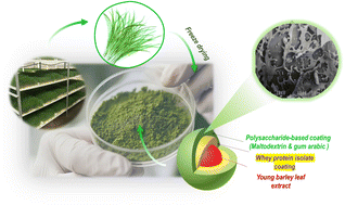 Graphical abstract: Optimization of maltodextrin–gum arabic–whey protein systems for freeze-drying microencapsulation of young barley leaf extract