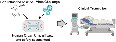 Graphical abstract: Preclinical assessment of pan-influenza A virus CRISPR RNA therapeutics in a human lung alveolus chip