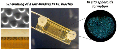 Graphical abstract: In situ formation and culture of cell spheroids in a low-binding 3D-printed biochip