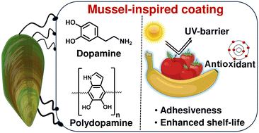 Graphical abstract: Mussel-inspired biomimetic adhesive coatings for food preservation: a review