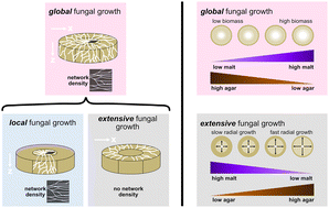 Graphical abstract: Quantifying fungal growth in 3D: an ergosterol-based method to distinguish growth modes