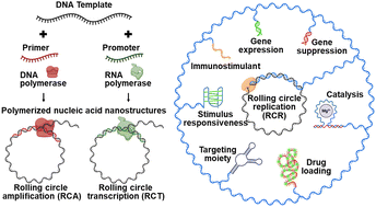 Graphical abstract: Rolling circle replication based nucleic acid nanostructures for programmable drug delivery