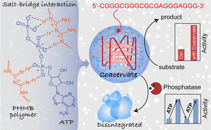 Graphical abstract: Adaptive catalytic compartments emerge from synergistic integration of DNA nanostructures and transient coacervates