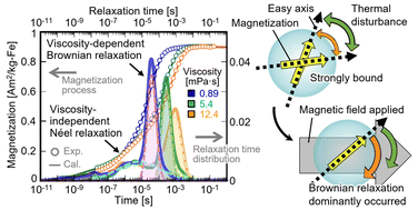 Graphical abstract: Effects of Néel and Brownian relaxations on dynamic magnetization empirically characterized in single-core and multicore structures of magnetic nanoparticles