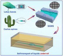 Graphical abstract: Femtosecond laser constructed bioinspired gradient wedge-shaped surfaces for under-oil liquid self-transport