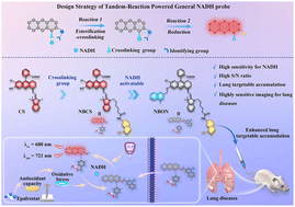 Graphical abstract: Tandem reaction-powered near-infrared fluorescent molecular reporter for real-time imaging of lung diseases