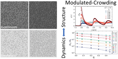 Graphical abstract: Colloidal transport in periodic potentials: the role of modulated-crowding