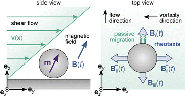 Graphical abstract: Programmable rheotaxis of magnetic rollers in time-varying fields