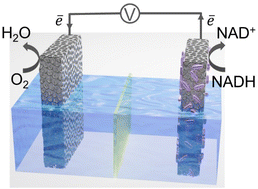 Graphical abstract: A single-material strategy: graphene sponge bioanode and cathode for Shewanella oneidensis MR-1 microbial fuel cells