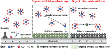 Graphical abstract: Regulating the interfacial stability of aqueous zinc-ion batteries via the introduction of organic functional molecules