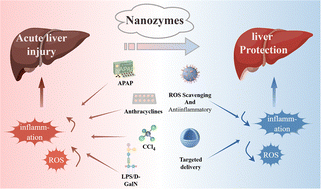 Graphical abstract: Nanozymes: new strategy for the management drug-induced acute liver injury