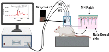 Graphical abstract: Microneedle-assisted interstitial fluid extraction combined with a 2D tellurene-based glucose sensor for personal diabetes management