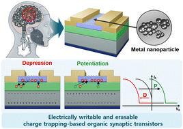 Graphical abstract: Electrically erasable multi-level charge trapping memory with metal nanoparticle engineering for organic synaptic transistors