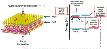 Graphical abstract: Interfacial electronic structure modulation by facet orientation and sulfur vacancies in CdS/MoS2 heterojunctions