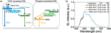 Graphical abstract: High efficiency, low roll-off and superior color stability fluorescent white organic light-emitting diodes through triplet exciton management with phosphor and TADF sensitization