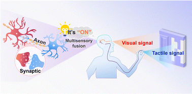 Graphical abstract: Bioinspired multisensory fusion using a MoTe2 optoelectronic memristor with oxygen plasma treatment for in-sensor reservoir computing