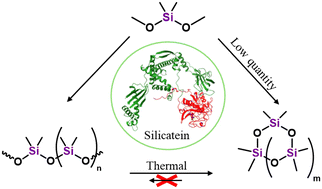 Graphical abstract: Product distribution in the silicatein-catalysed synthesis of polydimethylsiloxane