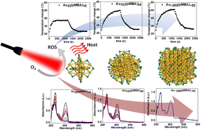 Graphical abstract: Quantitative evaluation of light-to-heat conversion and singlet oxygen generation efficiencies on ligand protected gold nanoclusters upon near-infrared excitation