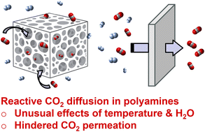Graphical abstract: Polyamines with reactive CO2 diffusion for carbon capture: the obvious and the unexpected