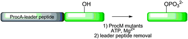 Graphical abstract: An engineered lantipeptide synthetase serves as a general leader peptide-dependent kinase