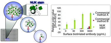 Graphical abstract: Layer by layer assembly of biotinylated protein networks for signal amplification