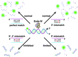 Graphical abstract: Endonuclease IV discriminates mismatches next to the apurinic/apyrimidinic site in DNA strands: constructing DNA sensing platforms with extremely high selectivity
