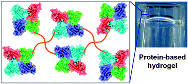 Graphical abstract: Multifunctional biohybrid hydrogels for cell culture and controlled drug release