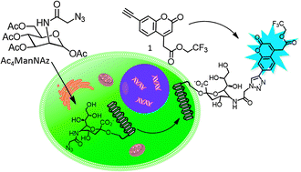 Graphical abstract: A coumarin derivative as a fluorogenic glycoproteomic probe for biological imaging
