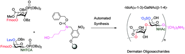 Graphical abstract: Modular automated solid phase synthesis of dermatan sulfate oligosaccharides