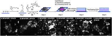 Graphical abstract: Preparation of size tunable giant vesicles from cross-linked dextran(ethylene glycol) hydrogels