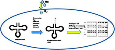 Graphical abstract: Exposure of Bacillus subtilis to mercury induces accumulation of shorter tRNACys species