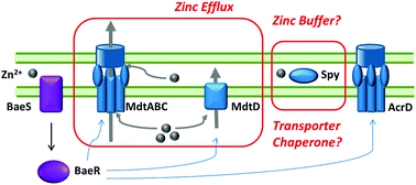 Graphical abstract: The BaeSR regulon is involved in defense against zinc toxicity in E. coli