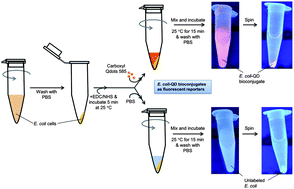 Graphical abstract: E. coli–quantum dot bioconjugates as whole-cell fluorescent reporters for probing cellular damage